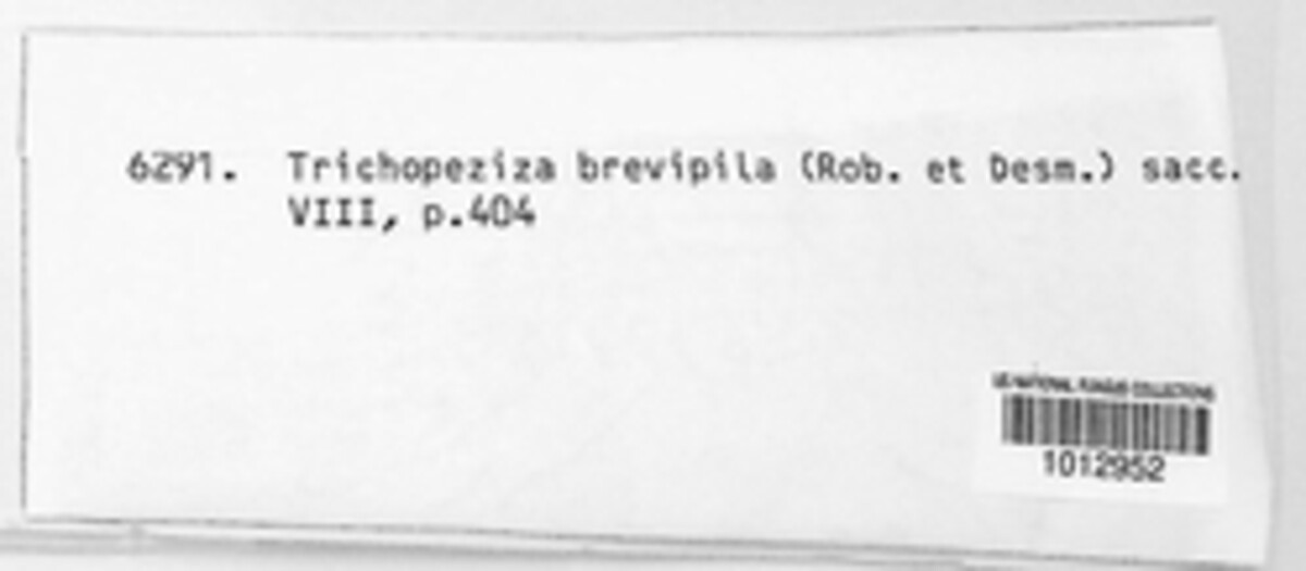 Trichopeziza brevipila image
